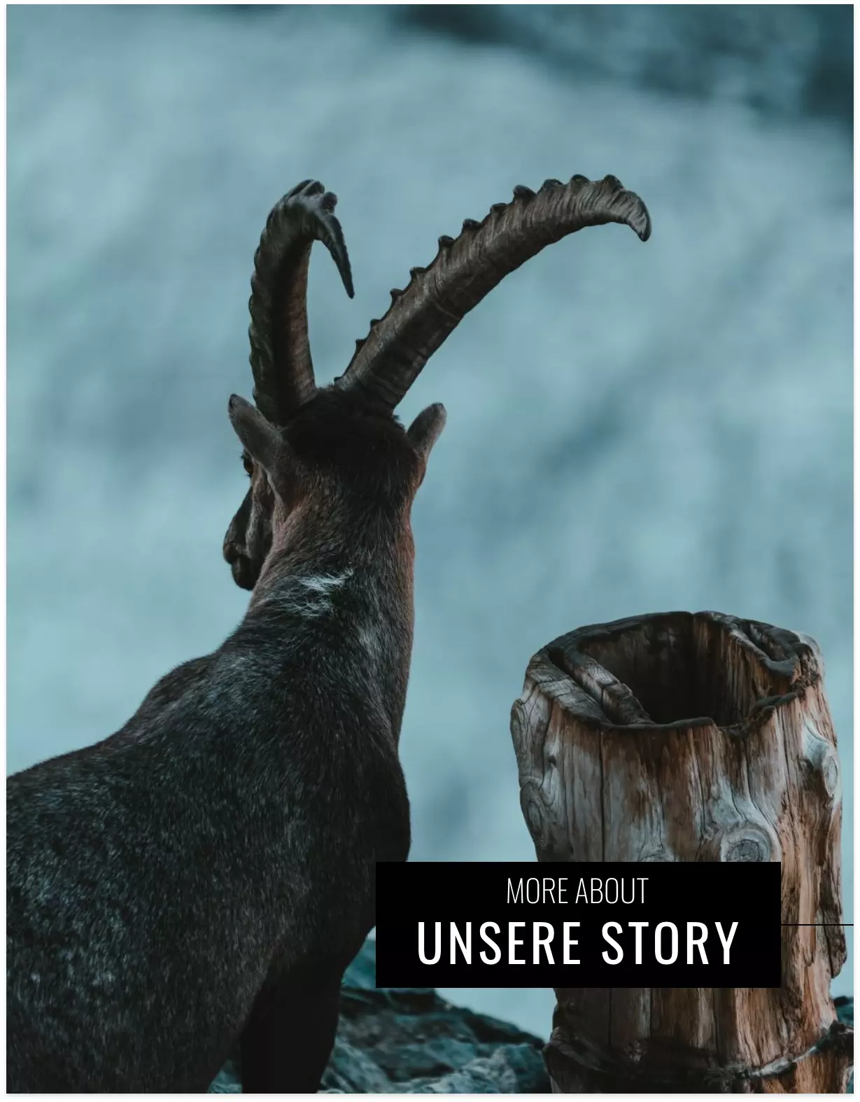 Steinbock Rückansicht